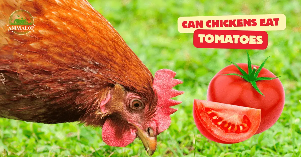 Can Chickens Eat Tomatoes: 6 Health Benefits & Potential Risks