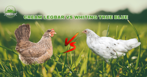 Cream Legbar Vs Whiting True Blue