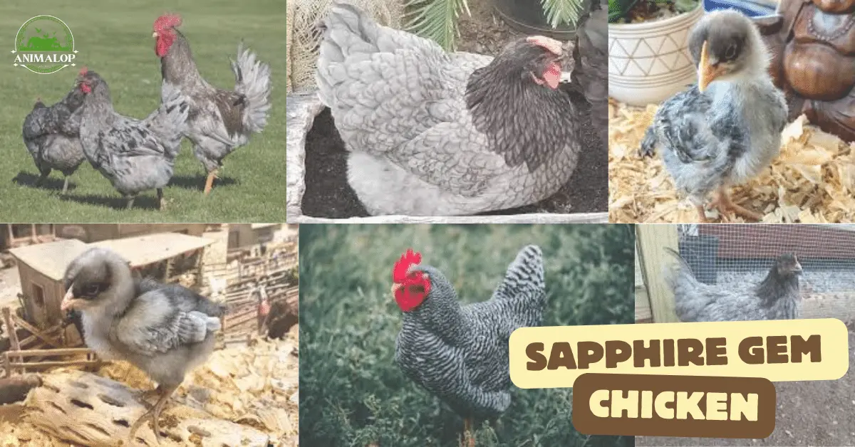 Sapphire Gem Chicken