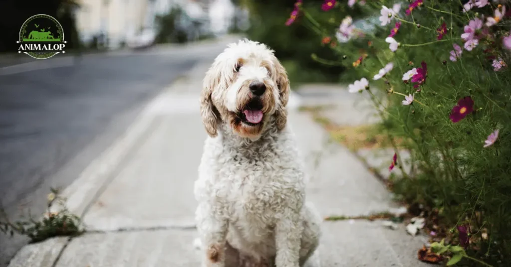 f2b Goldendoodle Quick Breed Profile