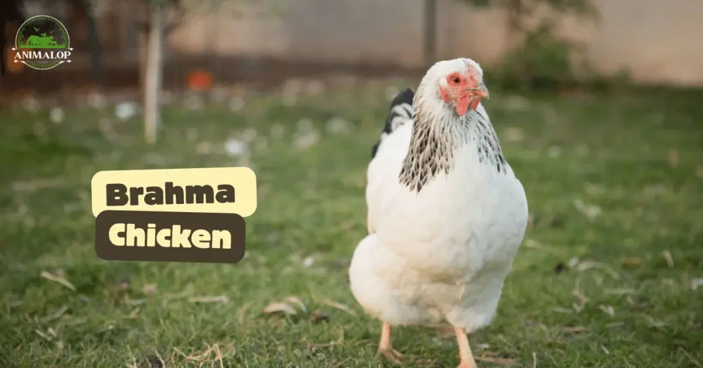 Brahma Chicken Are They Great Egg-Layers