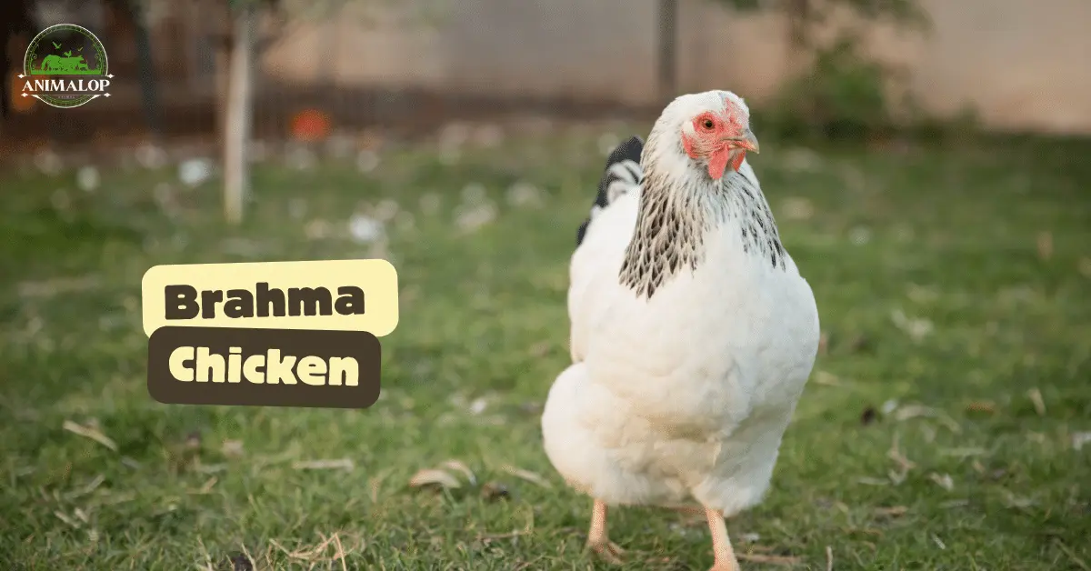 Brahma Chicken Are They Great Egg-Layers