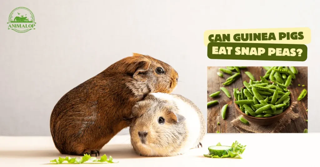 can Guinea Pigs Eat Snap Peas